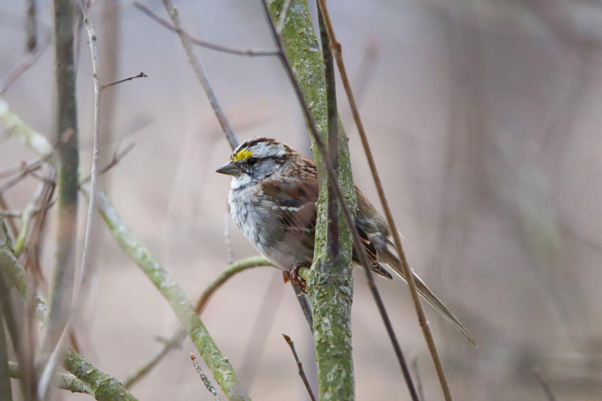 Белогорлая зонотрихия - ML632849747