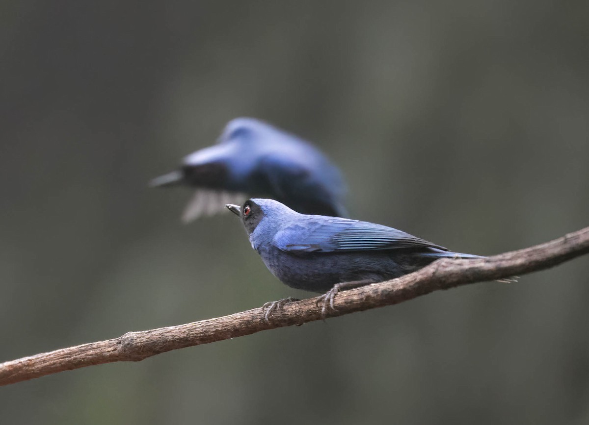 Masked Flowerpiercer - ML632849874