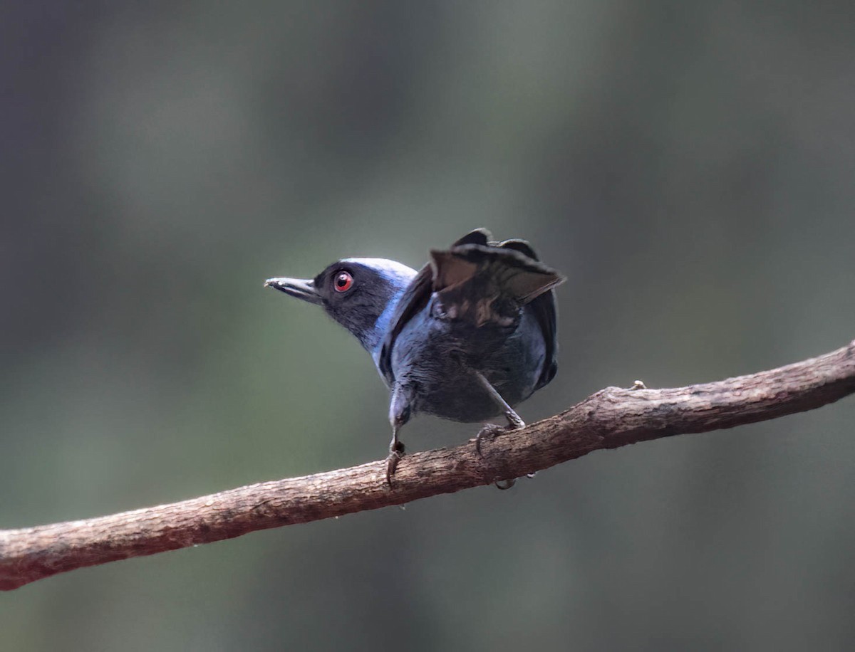 Masked Flowerpiercer - ML632849875