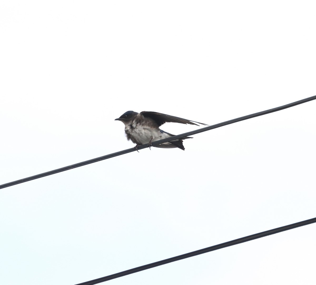 Щурик сірогорлий - ML632849907