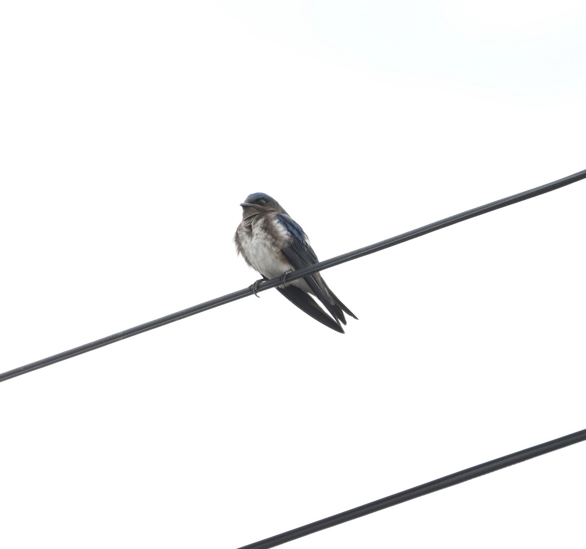 Щурик сірогорлий - ML632849908