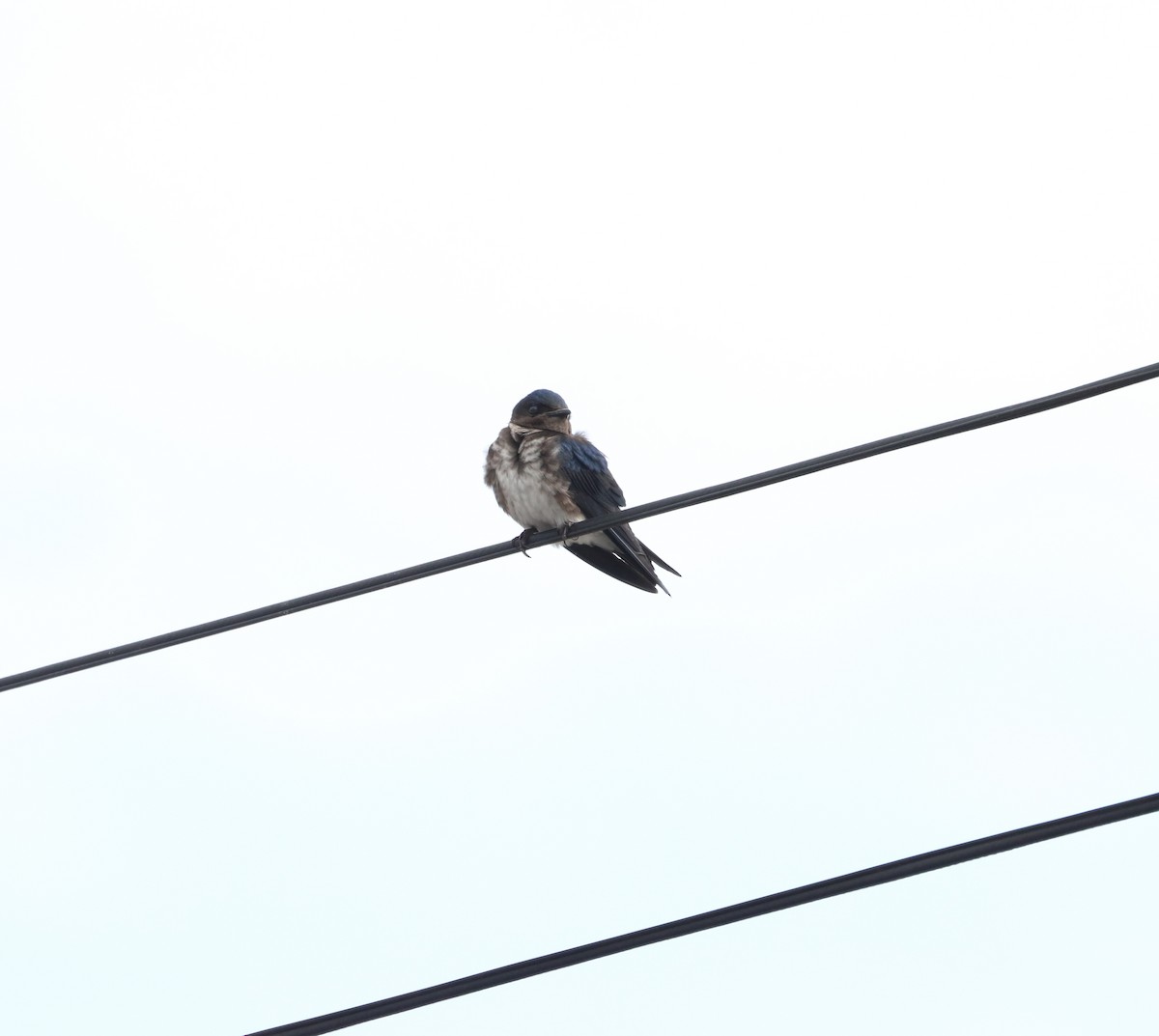 Щурик сірогорлий - ML632849909