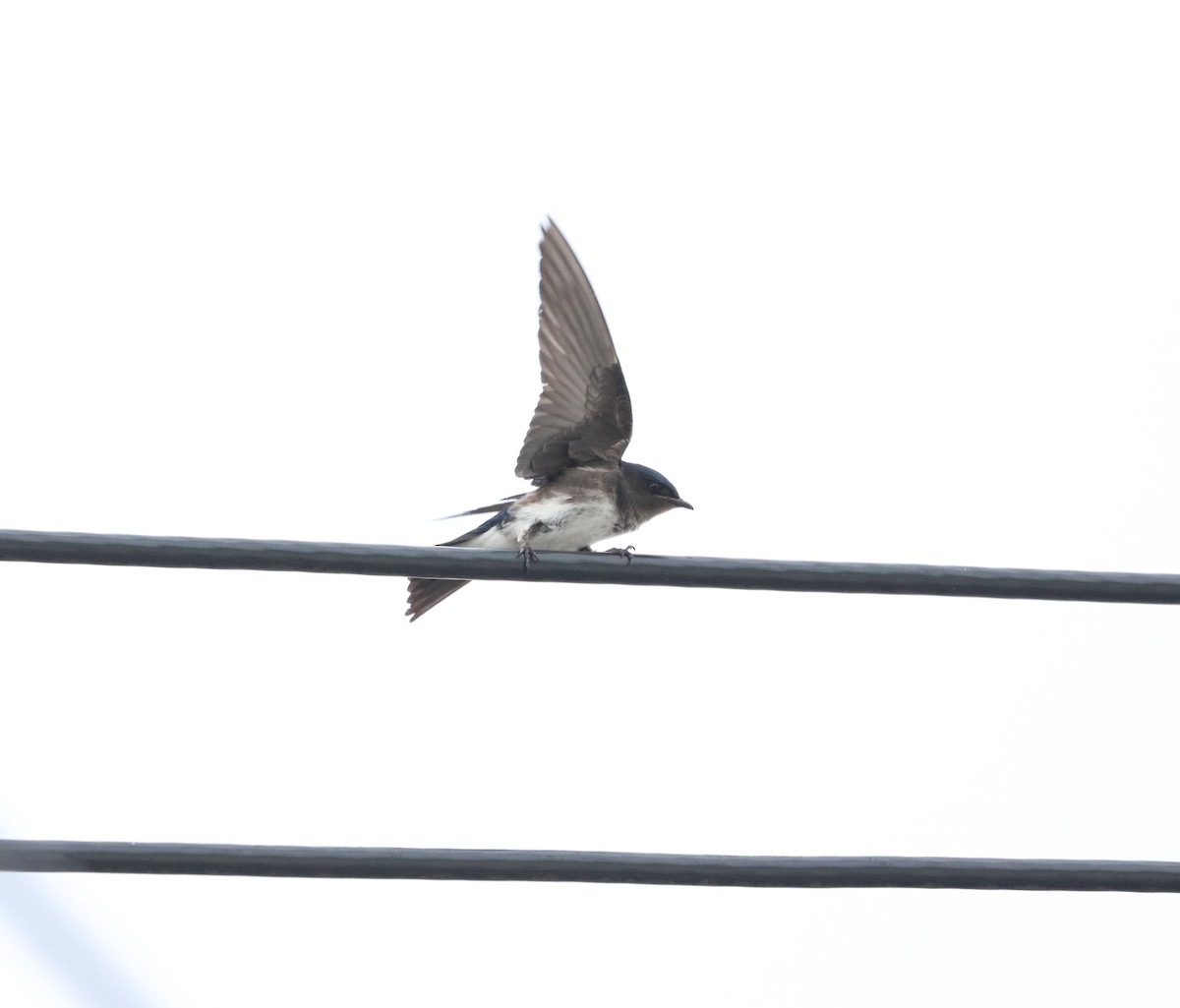 Щурик сірогорлий - ML632849910