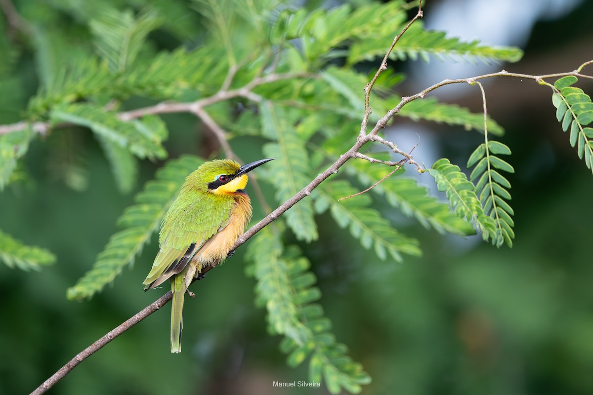 Little Bee-eater - ML632850183