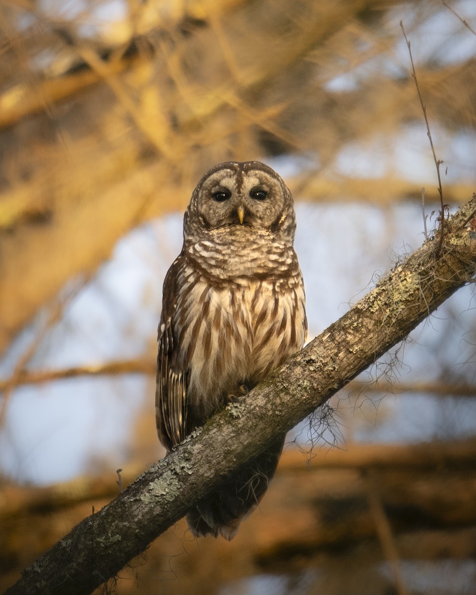 Barred Owl - ML632850334