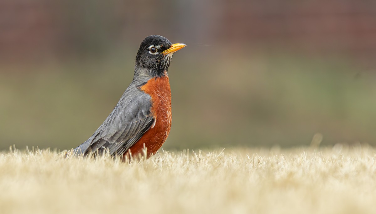 American Robin - Pranav Gokhale