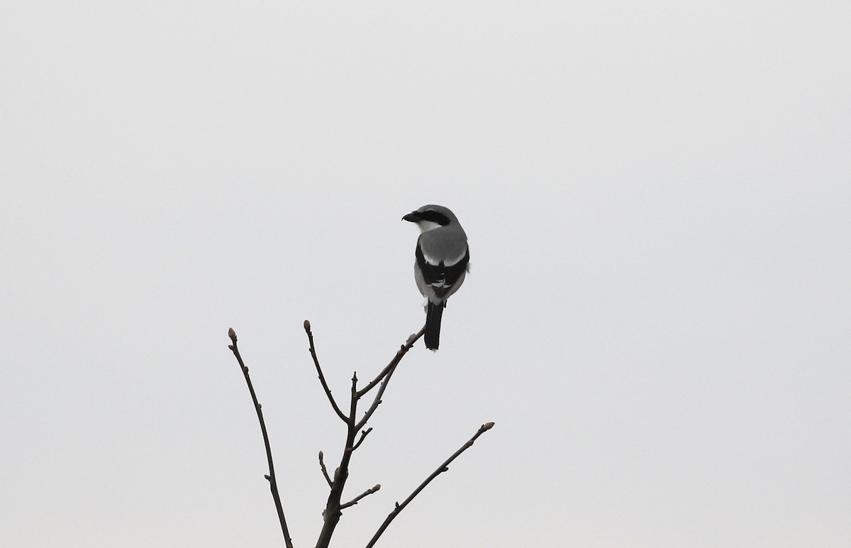 Loggerhead Shrike - Evan Pannkuk