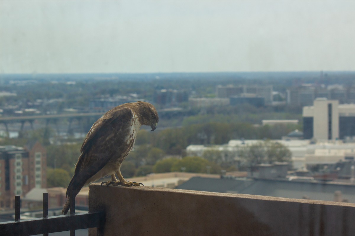 Red-tailed Hawk (borealis) - ML632850507
