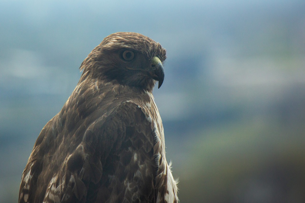 Red-tailed Hawk (borealis) - ML632850508