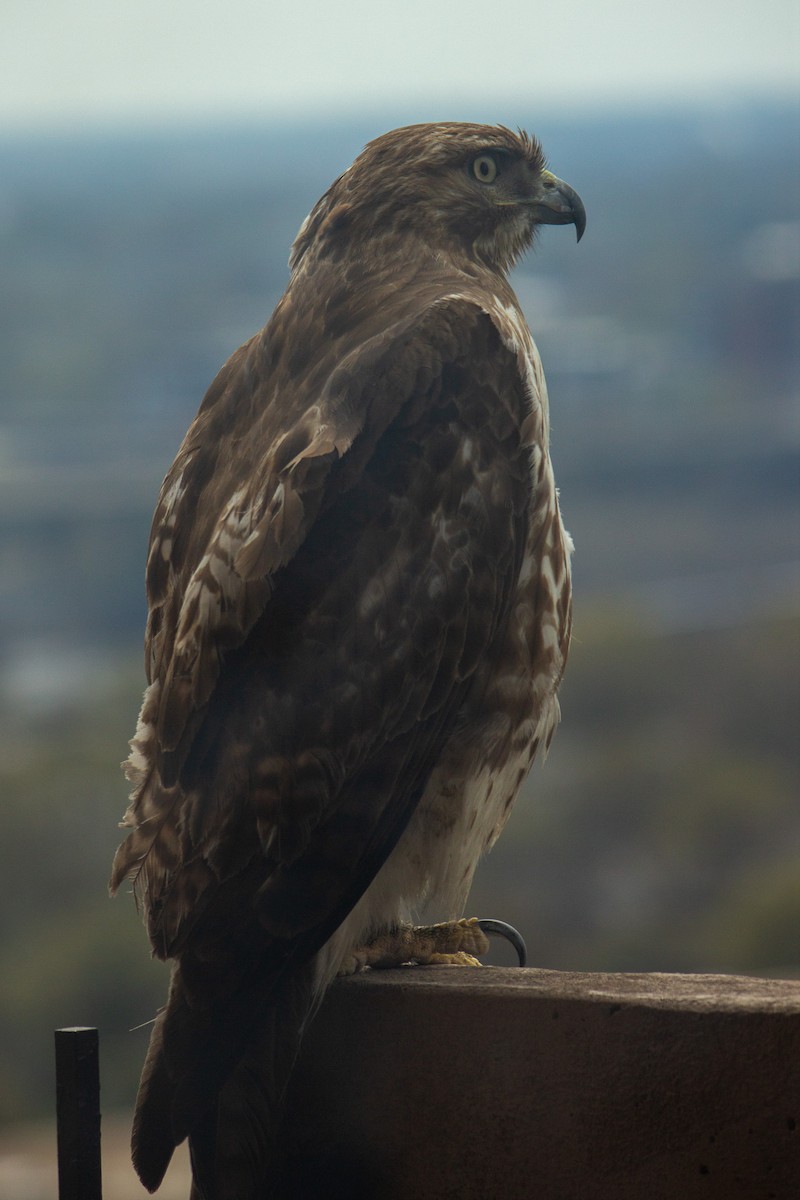 Red-tailed Hawk (borealis) - ML632850509