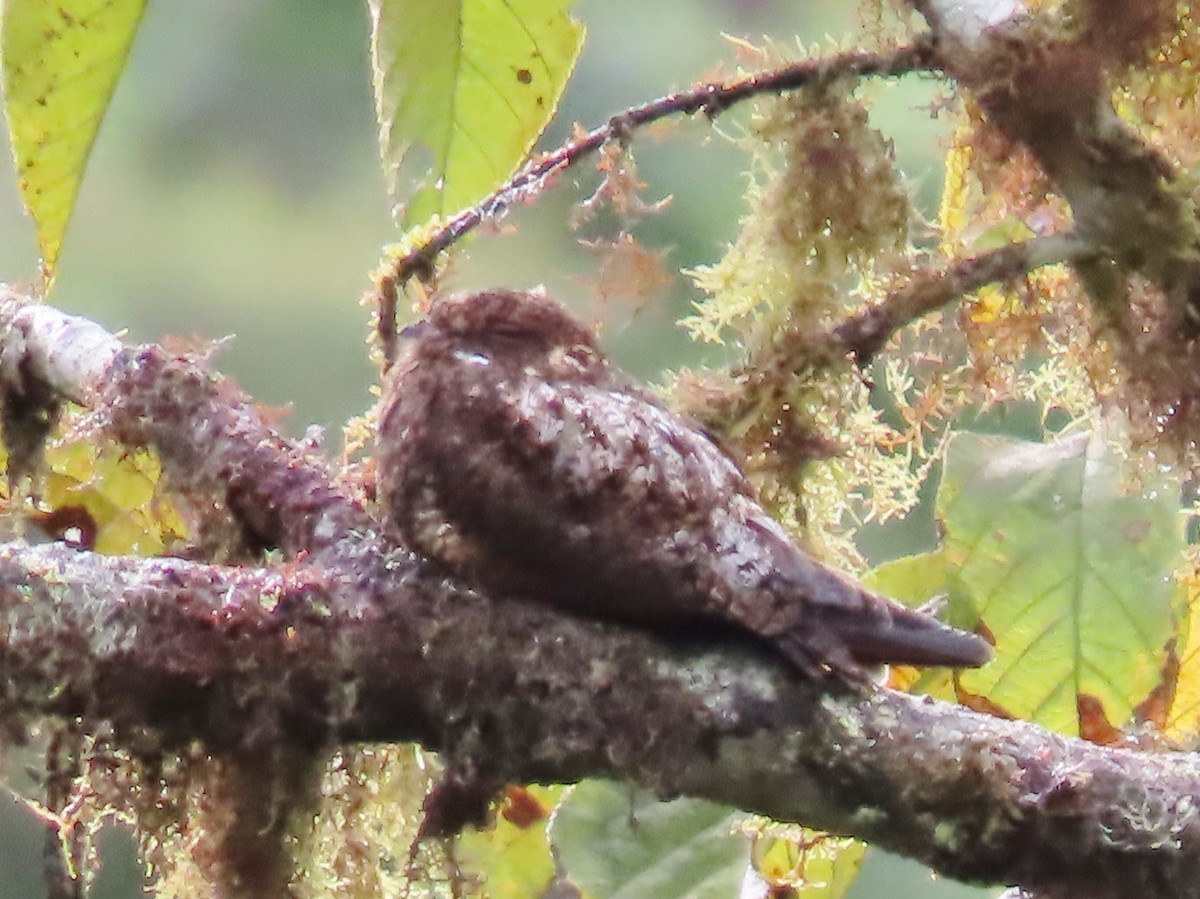 Rufous-bellied Nighthawk - ML632850562