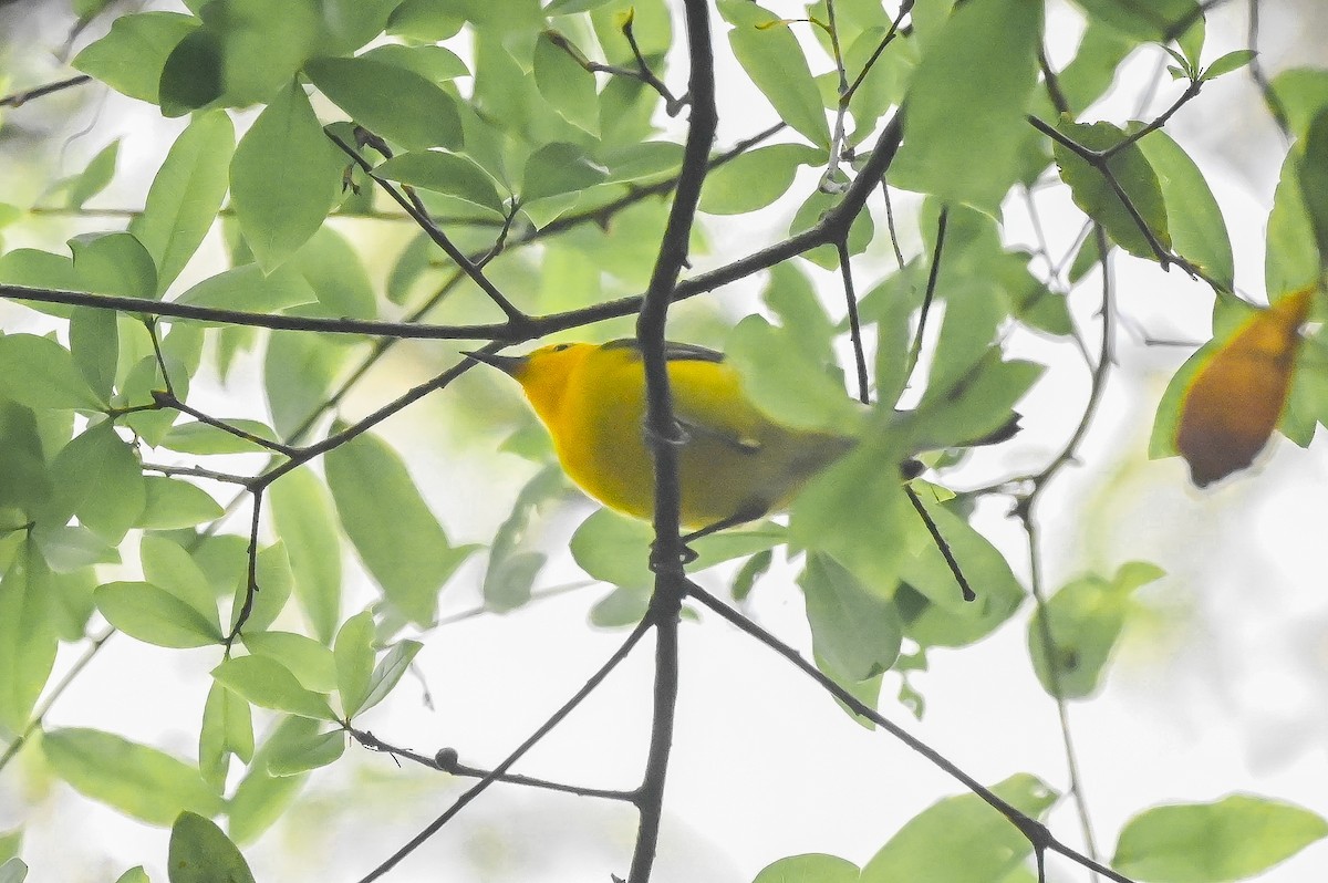 Prothonotary Warbler - ML632850621