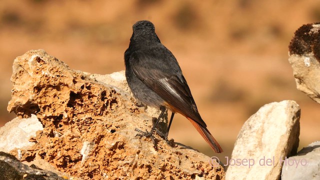 Black Redstart (Western) - ML632850639