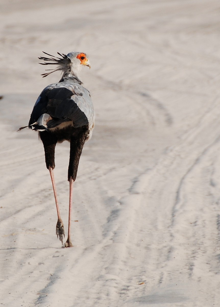 Secretarybird - ML632850711