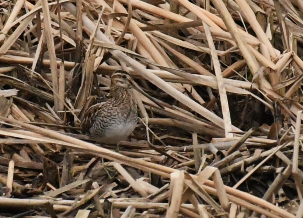 Bécassine de Wilson - ML632850801