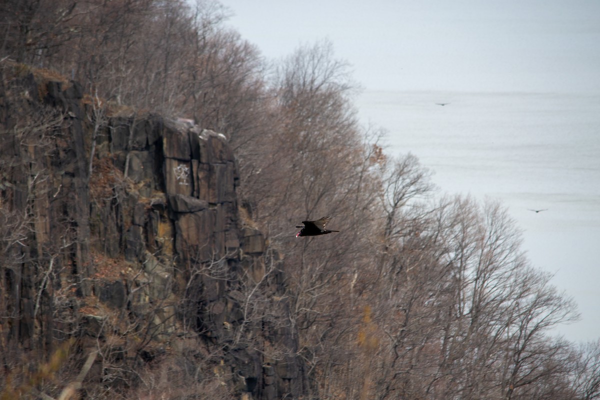 Turkey Vulture - ML632851015