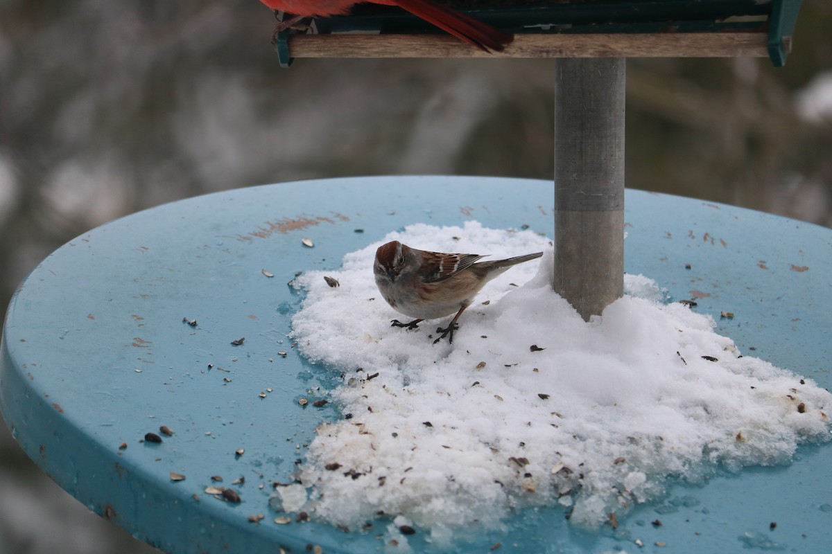 finch sp. - ML632851193