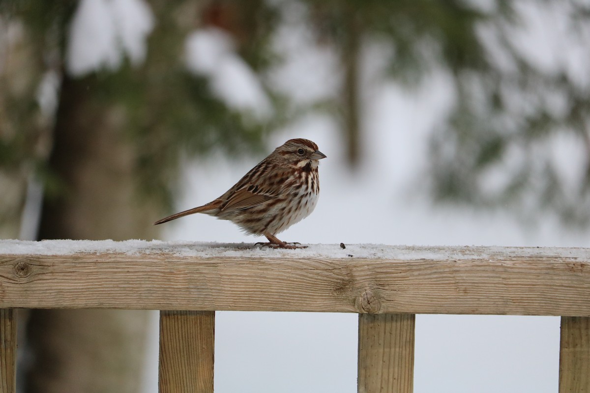 finch sp. - ML632851196