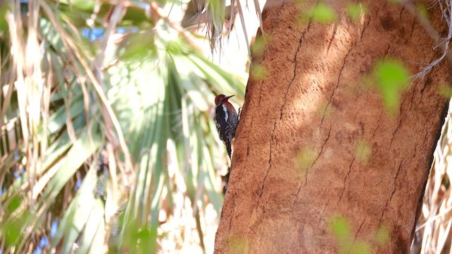 Pic à poitrine rouge - ML632851232