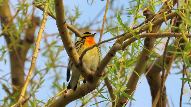 Blackburnian Warbler - ML632851535