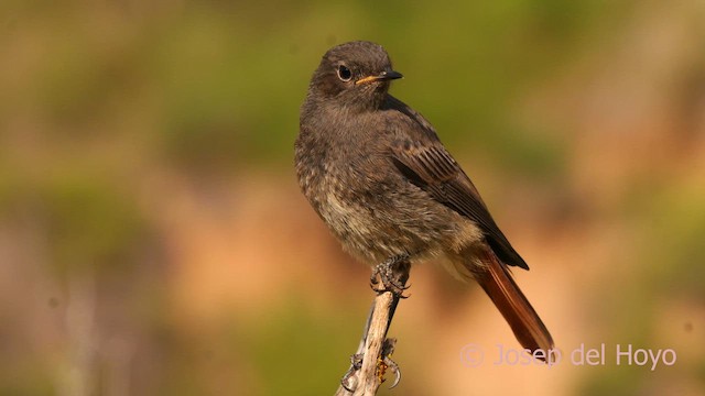 Black Redstart (Western) - ML632851539