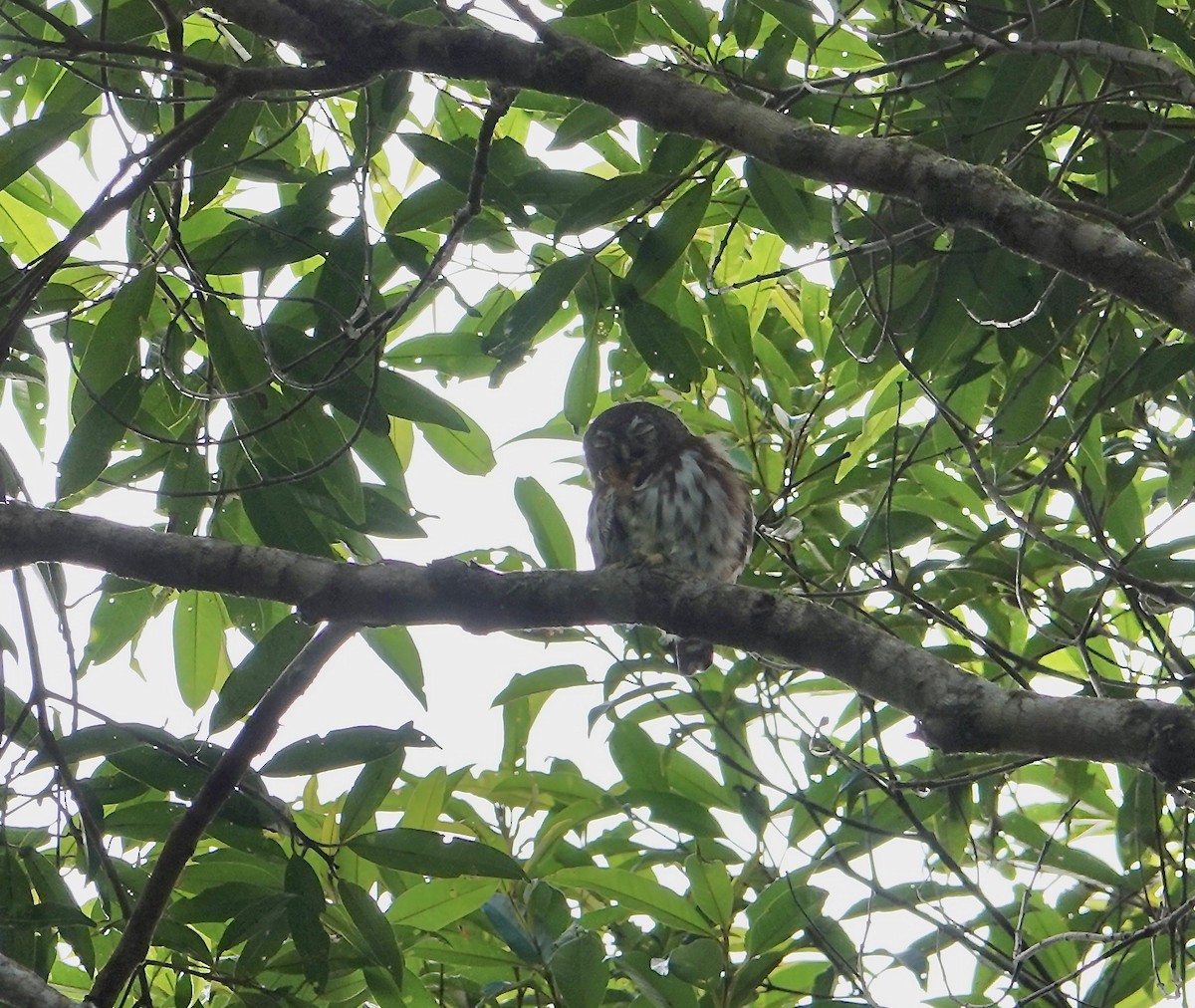 Least Pygmy-Owl - ML632851616