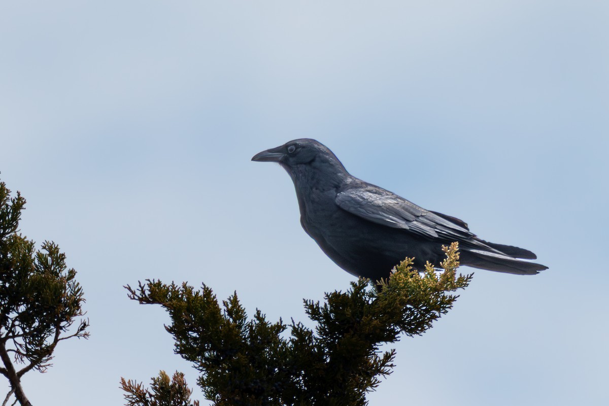 Fish Crow - ML632851692