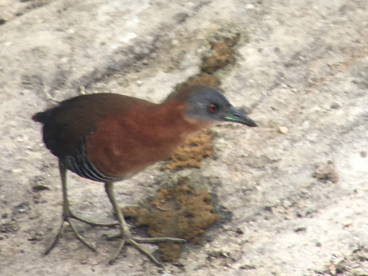 White-throated Crake - ML632851815
