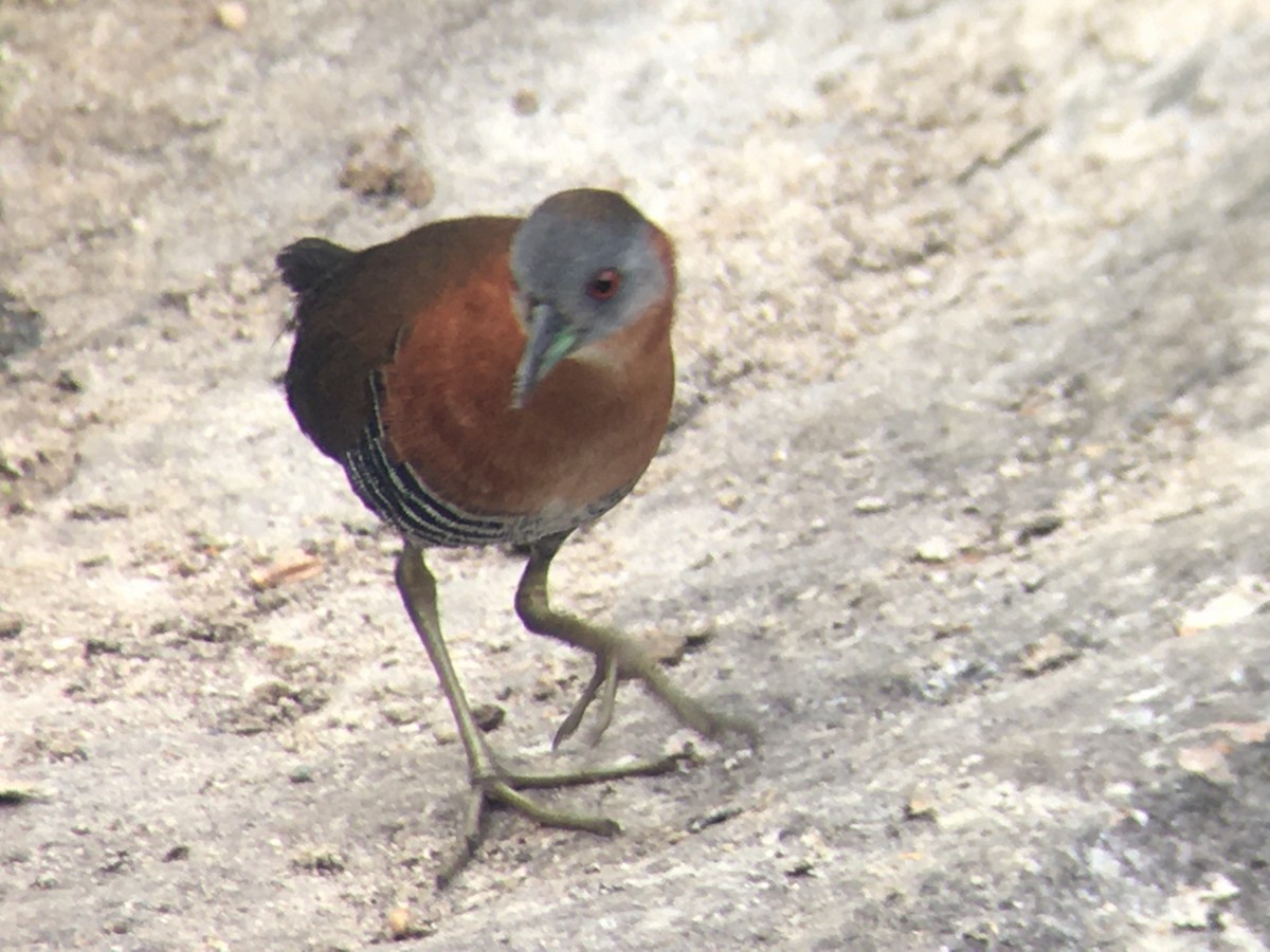 White-throated Crake - ML632851819