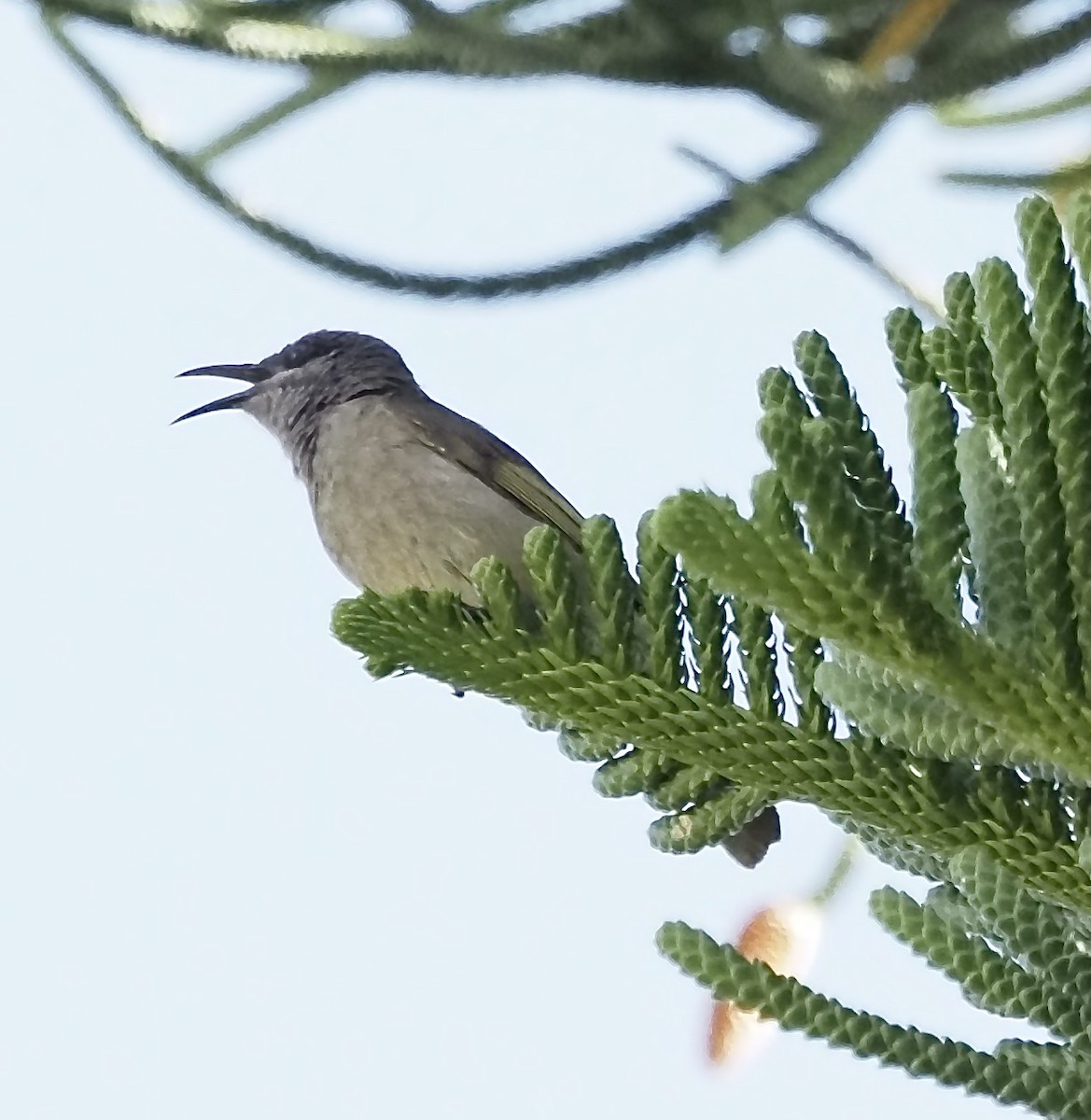 Dark-brown Honeyeater - ML632851933