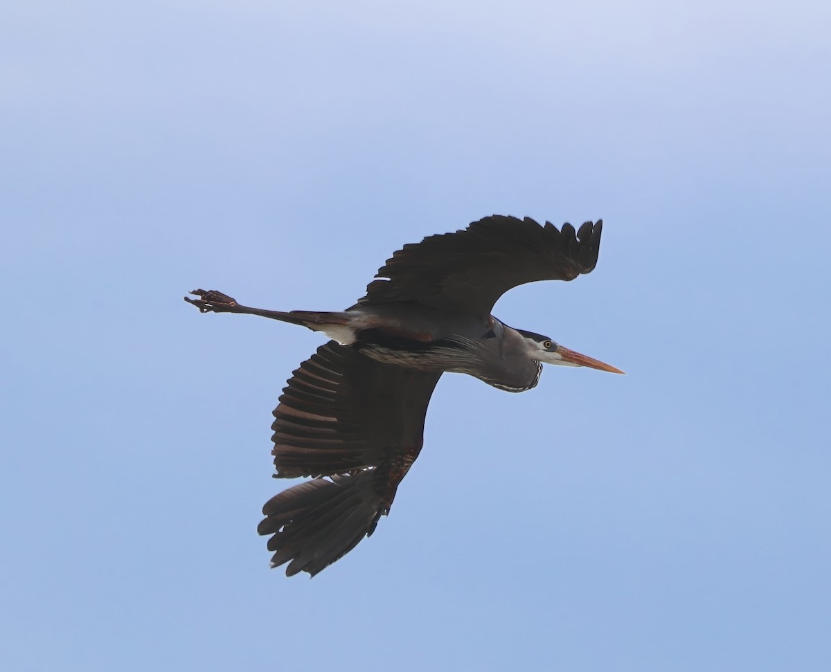 Great Blue Heron - ML632851936