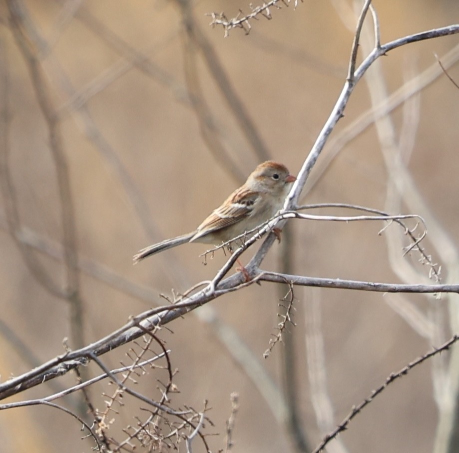 Field Sparrow - ML632851991