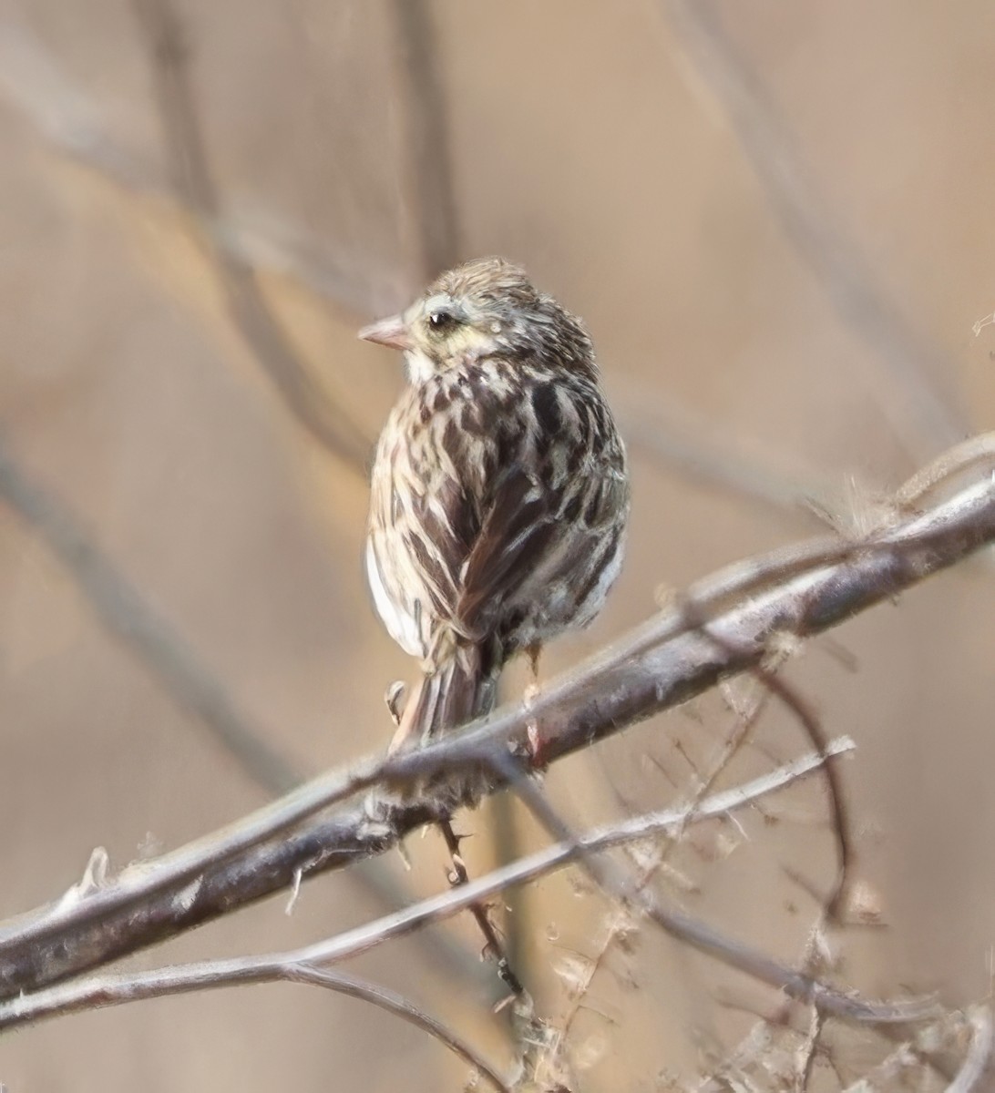 Savannah Sparrow - ML632852006