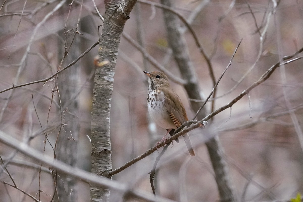 Hermit Thrush - ML632852037