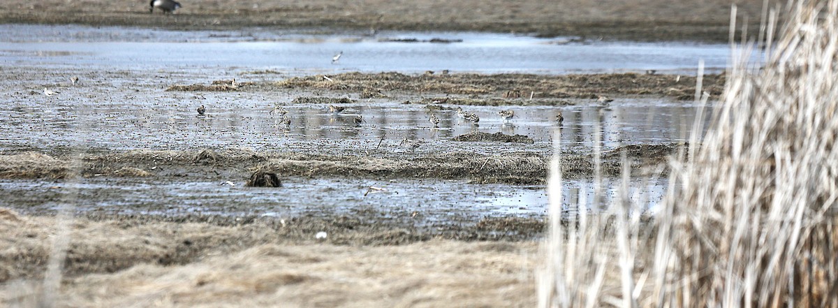 Wilson's Snipe - ML632852053