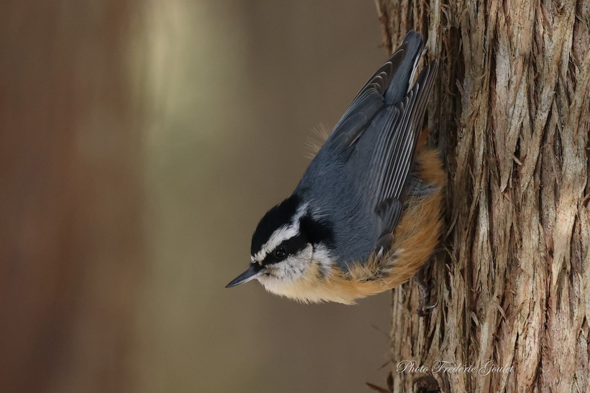 Red-breasted Nuthatch - ML632852092