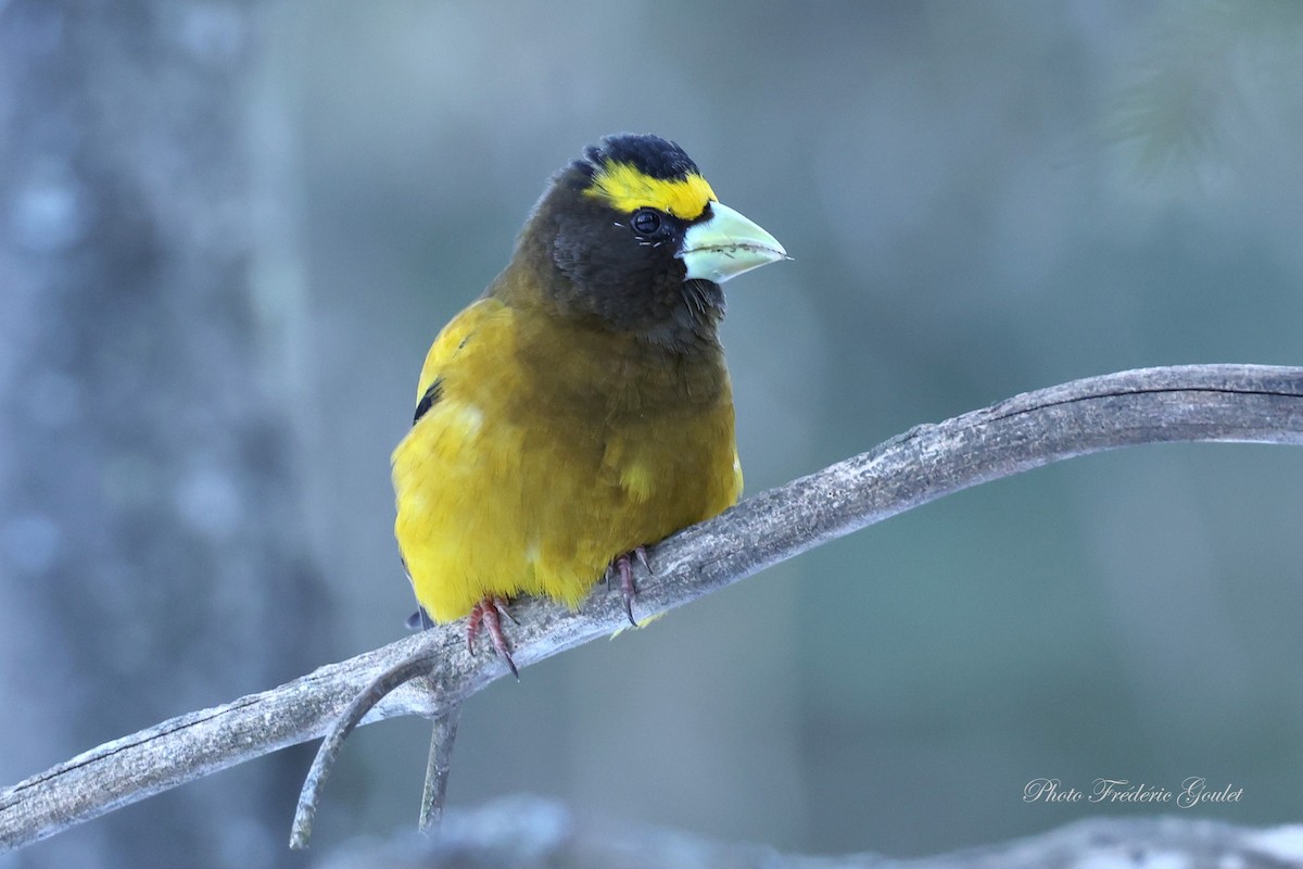 Evening Grosbeak - ML632852106