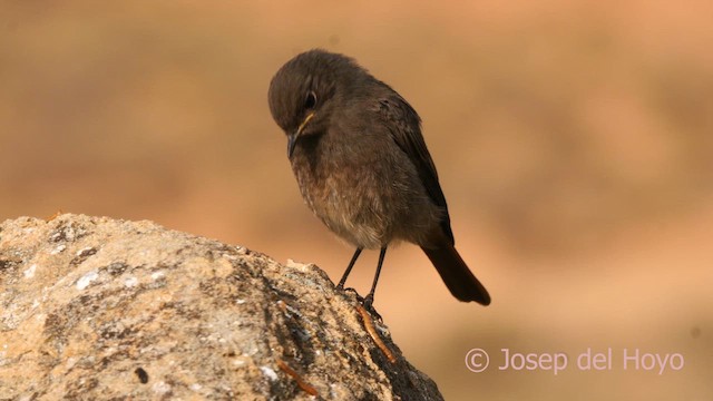 Black Redstart (Western) - ML632852170