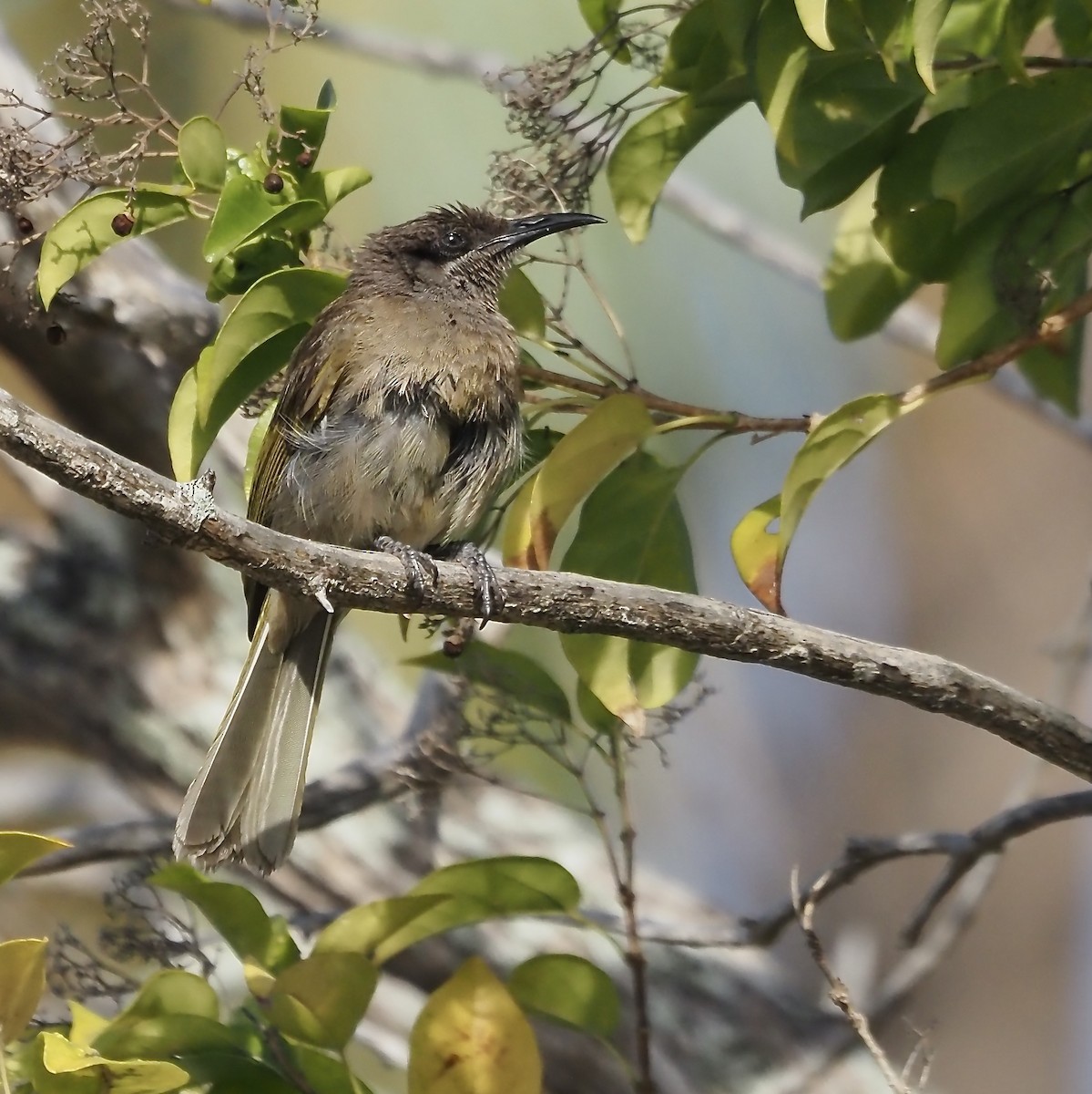 Dark-brown Honeyeater - ML632852224
