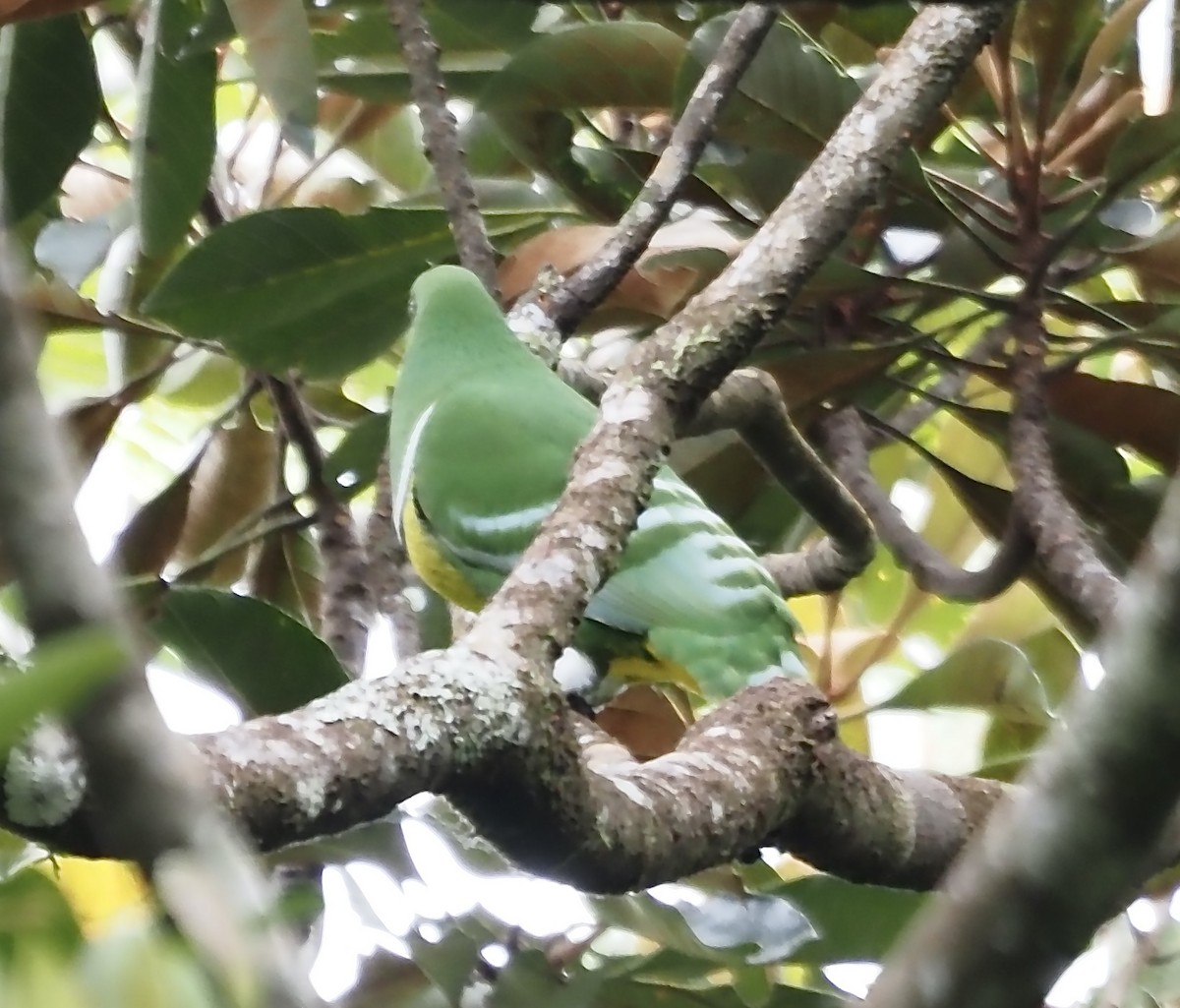 Cloven-feathered Dove - ML632852380