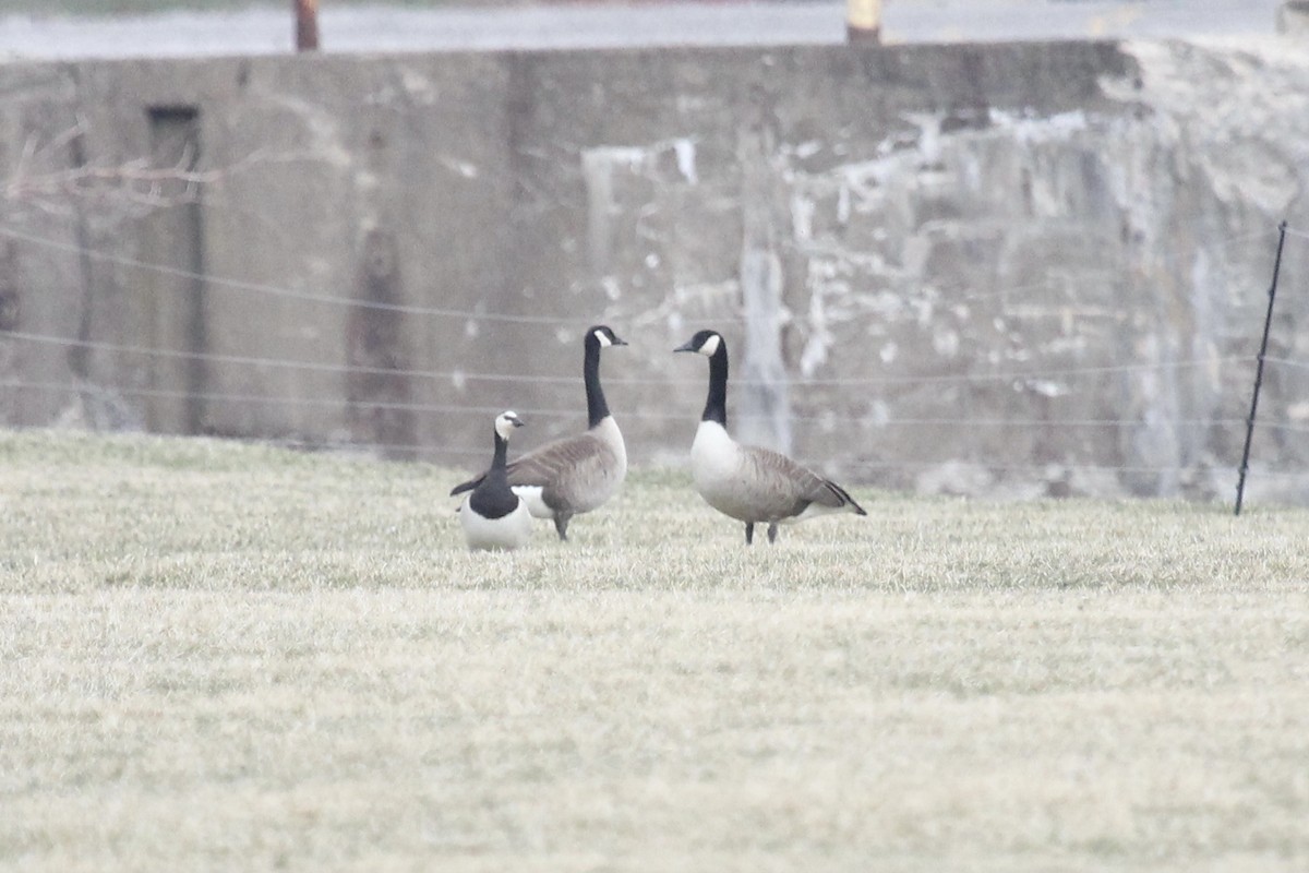 Barnacle Goose - ML632852409