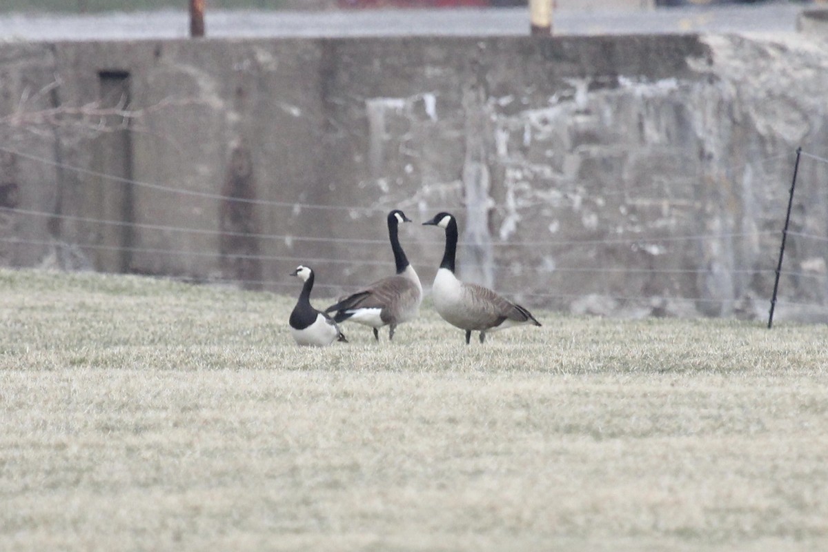 Barnacle Goose - ML632852441