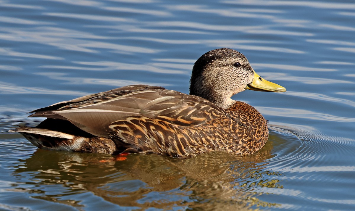 Mexican Duck - ML632852446