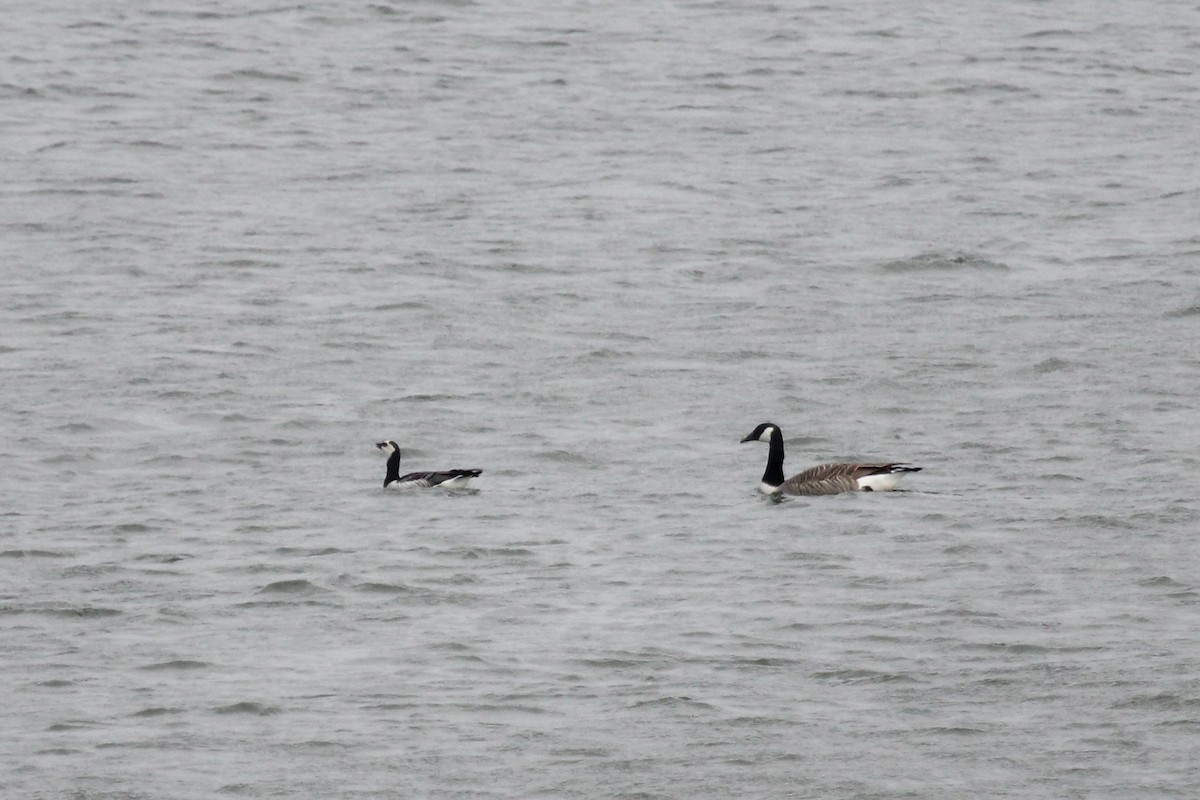 Barnacle Goose - ML632852451