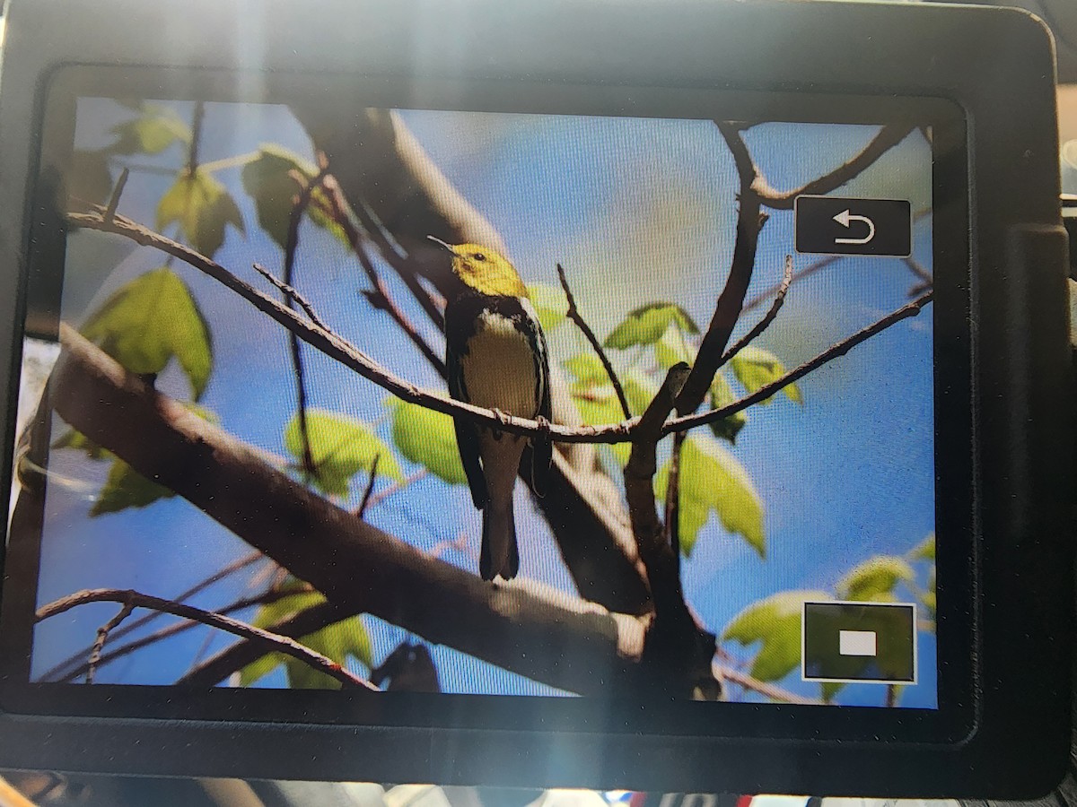 Black-throated Green Warbler - ML632852457