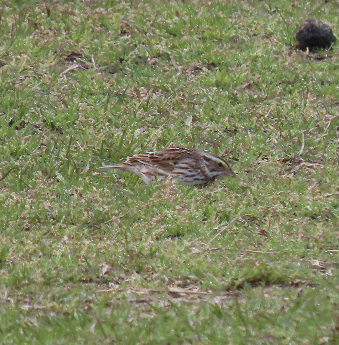 Savannah Sparrow - ML632852612