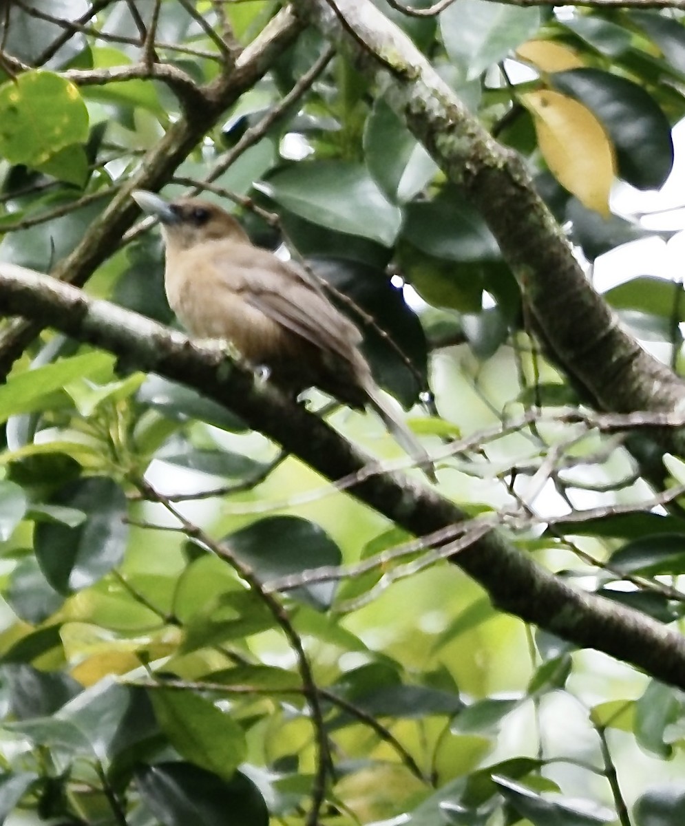Southern Shrikebill - ML632852690