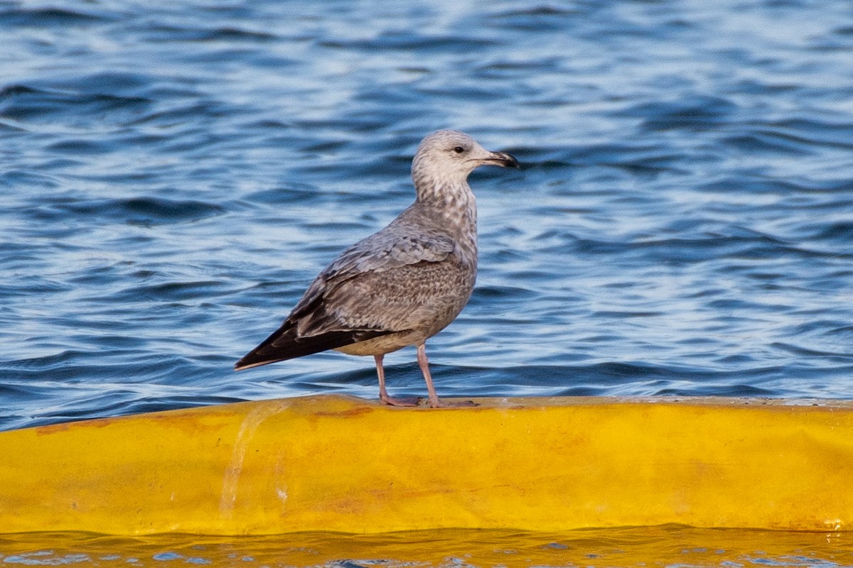 American Herring Gull - ML632853280