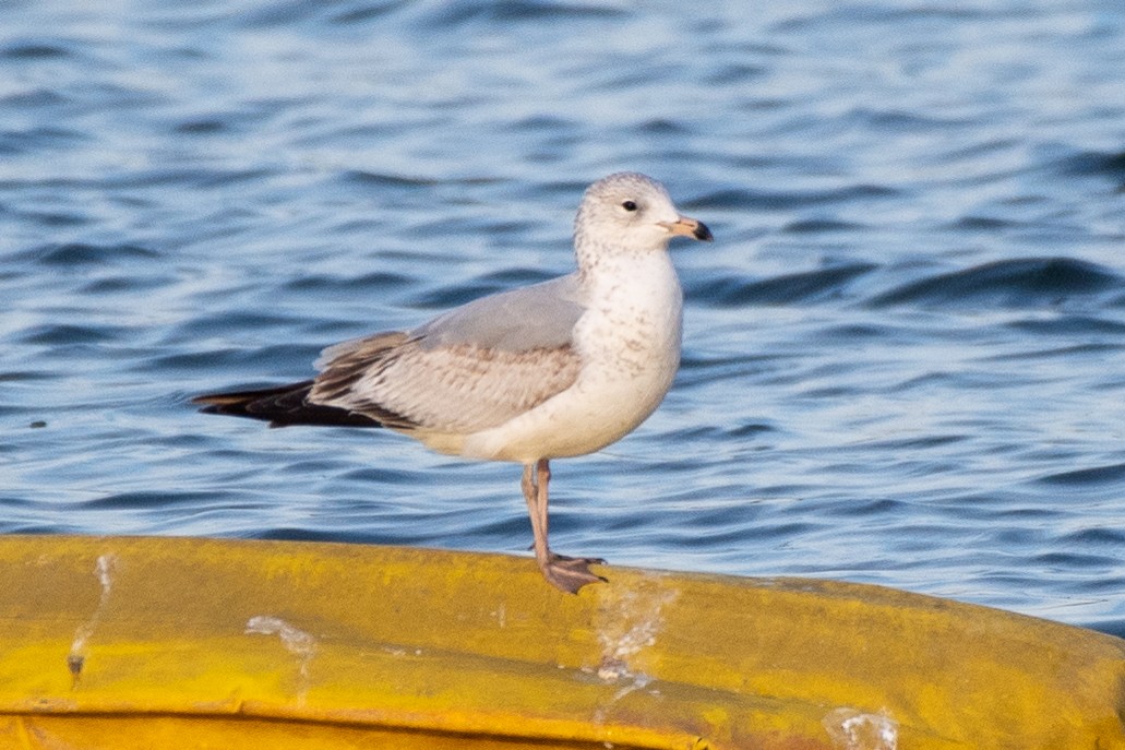 Ring-billed Gull - ML632853386