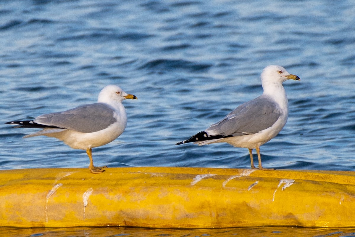 Ring-billed Gull - ML632853387